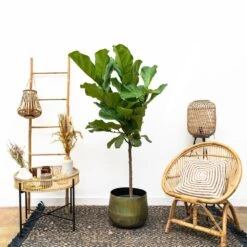Ficus Lyrata Xl - H150cm, ø30cm - Très Grande Plante D'intérieur -VIDA Plantes Magasin cbf3a6952e7e701c
