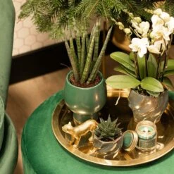 Haworthia Limifolia - ø6cm - H11cm, ø6cm - Plante D'intérieur -VIDA Plantes Magasin cd5baa913a552277