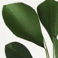 Palmier Artificiel Cuillère Licuala 110cm -VIDA Plantes Magasin cd7baedf06194b5b