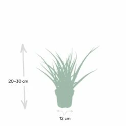 Sansevieria Fernwood Punk - H30cm, ø12cm - Plante D'intérieur Sans Entretien -VIDA Plantes Magasin ce253637df77bdc2