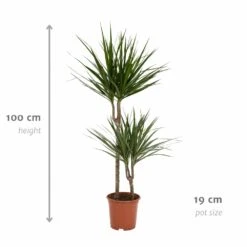 Dracaena Marginata - H100cm, ø19cm - Très Grande Plante D'intérieur -VIDA Plantes Magasin cf8d0162456f62c4