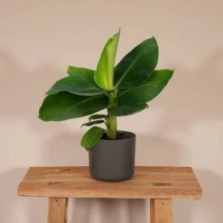 Bananier Nain Oriental - H25cm, ø12cm - Plante D'intérieur 8 Bananier Nain Oriental - H25cm, ø12cm - Plante D'intérieur -VIDA Plantes Magasin d422fd7c19011e15