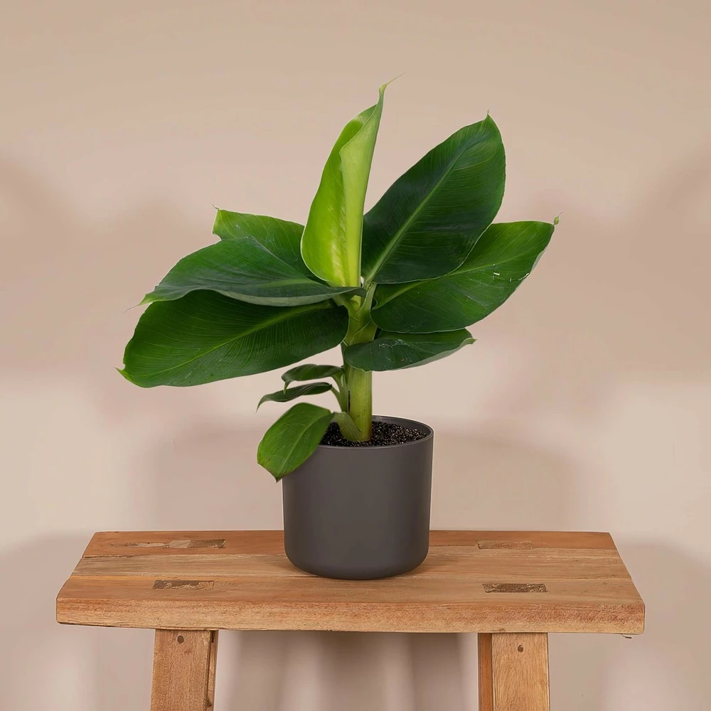 Bananier Nain Oriental - H25cm, ø12cm - Plante D'intérieur 4 Bananier Nain Oriental - H25cm, ø12cm - Plante D'intérieur – Image 2