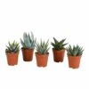 Gasteria, Haworthia, Box De 5 Plantes - H12cm, Þ5,5cm - Plantes D'intérieur 2 Gasteria, Haworthia, Box De 5 Plantes - H12cm, Þ5,5cm - Plantes D'intérieur -VIDA Plantes Magasin d4b59224b05d0ca9