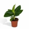 Bananier Nain Oriental - H25cm, ø12cm - Plante D'intérieur 1 Bananier Nain Oriental - H25cm, ø12cm - Plante D'intérieur -VIDA Plantes Magasin d4d703901fe0b51a