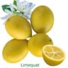 Limequat Bio Tailles:pot De 3 Litres, Hauteur 30/40 Cm -VIDA Plantes Magasin d5f61f2fcc042fb9