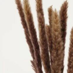 Plumeaux Plante Pampa Brun 70cm Lot De 12 -VIDA Plantes Magasin d64c68ea691770db
