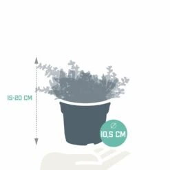 Crassula, Box De 3 Plantes - H15cm, ø10,5cm - Plantes D'intérieur -VIDA Plantes Magasin d6d706a71dd106e6