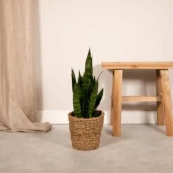 Sansevieria Zeylanica - H55cm, ø14cm - Plante D'intérieur Sans Entretien -VIDA Plantes Magasin d81a70ee263c4551