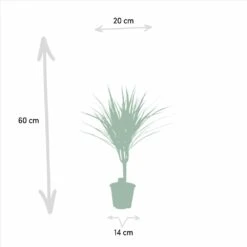 Dracaena Marginata - H60cm, ø14cm - Plante D'intérieur -VIDA Plantes Magasin d87a633f9933e9c0