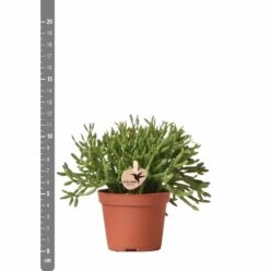 Rhipsalis Baccifera - H10cm, ø6cm - Plante D'intérieur -VIDA Plantes Magasin d8a9a5d59c839e84