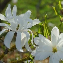 Magnolia étoilé Stellata/pot De 4l - 40/60 Cm -VIDA Plantes Magasin d8d2b549ab6873c6