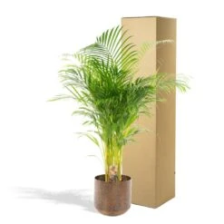 Palmier Areca Xl Et Son Cache-pot - H130cm, ø24cm - Très Grande Plante D'intérieur -VIDA Plantes Magasin d9205f92e239750e