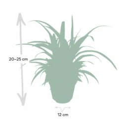 Chlorophytum - H25cm, ø12cm - Plante D'intérieur -VIDA Plantes Magasin d954fc84ca9bd2b7