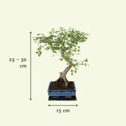 Bonsaï - H20cm, ø15cm - Plante D'intérieur -VIDA Plantes Magasin d9f129d9789b8019