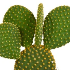 Cactus, Box De 3 Plantes - H15cm, ø10,5cm - Plantes D'intérieur -VIDA Plantes Magasin da121bdc98a60636