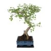 Bonsaï - H20cm, ø15cm - Plante D'intérieur -VIDA Plantes Magasin dabdddb393c6dd6b