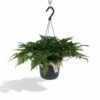 Humata Tyermannii - H20cm, ø17cm - Plante D'intérieur Tombante -VIDA Plantes Magasin db2d60907247349b