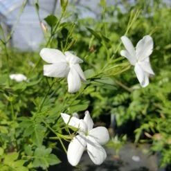Jasmin De Grasse' - Jasminum Grandiflorum 3l 9 Jasmin De Grasse' - Jasminum Grandiflorum 3l -VIDA Plantes Magasin db74d1bfad2ddd70