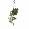 Pothos Scindapsus Pictus Epipremnum - H25cm, ø15cm - Plante D'intérieur Tombante 2 Pothos Scindapsus Pictus Epipremnum - H25cm, ø15cm - Plante D'intérieur Tombante -VIDA Plantes Magasin dbe0fcf2b640a93c