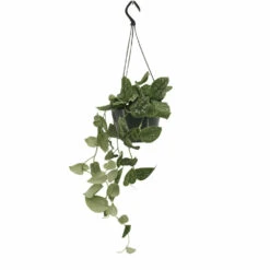 Pothos Scindapsus Pictus Epipremnum - H25cm, ø15cm - Plante D'intérieur Tombante