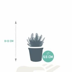 Succulentes, Box De 10 Plantes - H13cm, ø5,5cm - Plantes D'intérieur -VIDA Plantes Magasin dc07a917fd48e161