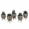 Gasteria, Haworthia Et Leurs Caches-pots, Box De 5 Plantes - H11cm, ø6,5cm - Plantes D'intérieur -VIDA Plantes Magasin dd216f3ba7821b68