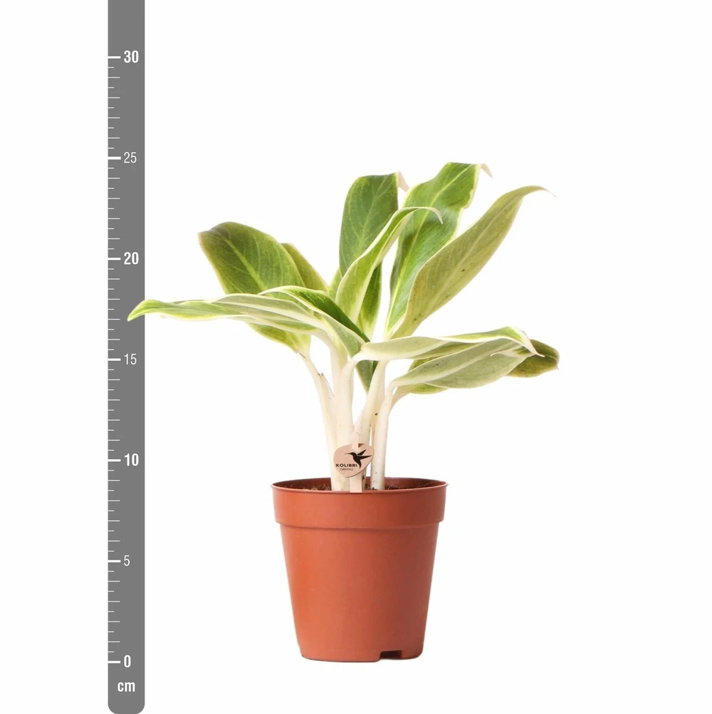 Plante Verte - Aglaonema Lipstick Green - H25cm, ø9cm - Plante D'intérieur 7 Plante Verte - Aglaonema Lipstick Green - H25cm, ø9cm - Plante D'intérieur – Image 5