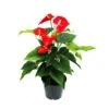 Flamant Flamant Rouge, Anthurium Anderanum, Pot De 17cm -VIDA Plantes Magasin dd8a3cda76eb9c9a