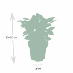 Caféier Arabica - H25cm, ø12cm - Plante D'intérieur -VIDA Plantes Magasin de1e349031d3e3ff