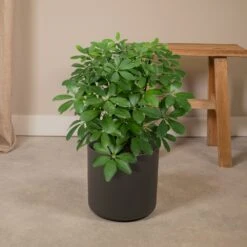 Schefflera Nora - H50cm, ø21cm - Plante D'intérieur -VIDA Plantes Magasin df37b9cc48b7749c