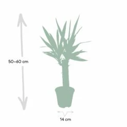 Yucca - H40cm, ø14cm - Plante D'intérieur -VIDA Plantes Magasin dfb4e1d60cd870d4