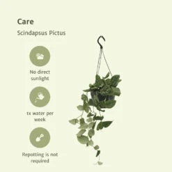 Pothos Scindapsus Pictus Epipremnum - H25cm, ø15cm - Plante D'intérieur Tombante -VIDA Plantes Magasin dfdf43585fea19d0