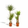 Yucca, Dracaena, Duo De Plantes - Grandes Plantes D'intérieur -VIDA Plantes Magasin dfeff878ac5be6f2