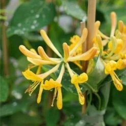 Chèvrefeuille De Tellmann - Lonicera Tellmaniana 3l 6 Chèvrefeuille De Tellmann - Lonicera Tellmaniana 3l -VIDA Plantes Magasin dff5439aed5010dd