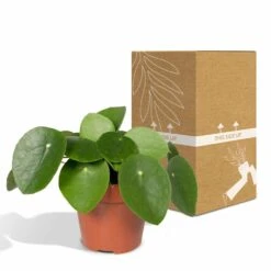 Pilea Peperomiodes - H20cm, ø12cm - Plante D'intérieur -VIDA Plantes Magasin e3261d67a7583edf