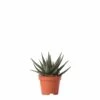 Haworthia - H11cm, ø6cm - Plante D'intérieur -VIDA Plantes Magasin e3fdcc45736bd75c