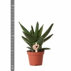 Aloe Brevifolia - H14cm, ø6cm - Plante D'intérieur Facile D'entretien -VIDA Plantes Magasin e4866a2fa84e2daf