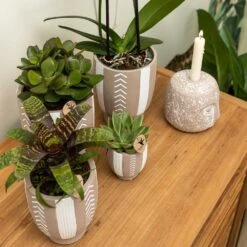 Echeveria Miranda - H13cm, ø9cm - Plante D'intérieur -VIDA Plantes Magasin e48b09644112b9bd