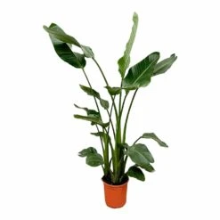 Strelitzia Nicolai Xl - H160cm, ø19cm - Très Grande Plante D'intérieur