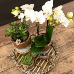 Crassula - H11cm, ø6cm - Plante D'intérieur -VIDA Plantes Magasin e55e4e7be620f4e2