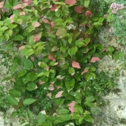 Actinidia Kolomikta - Actinidia Kolomikta 3l -VIDA Plantes Magasin e80ca545c0eec709