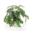 Emerald Buisson Monstera Artificiel Monkey 55 Cm En Pot -VIDA Plantes Magasin e82e64445abaadc5
