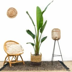Strelitzia Augusta Xxl - H210cm, ø30cm - Très Grande Plante D'intérieur -VIDA Plantes Magasin e83277b96848b0a0