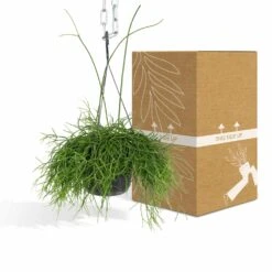 Rhipsalis Baccifera - H30cm, ø12cm - Plante D'intérieur Tombante -VIDA Plantes Magasin e978edd2f51248df