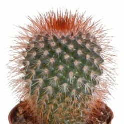 Cactus, Box De 5 Plantes - H8cm, ø5,5cm - Plantes D'intérieur -VIDA Plantes Magasin eabf162e297f7ccf