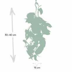 Epipremnum Aureum Scindapsus - H25cm, ø15cm - Plante D'intérieur Tombante -VIDA Plantes Magasin eb0c820c9f03c051