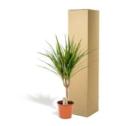 Dracaena Marginata - H60cm, ø14cm - Plante D'intérieur -VIDA Plantes Magasin eb1b8a1fe41c55fa