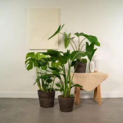 Delicious Monstera, Alocasia Zebrina, Strelitzia Nicolai - Plantes D'intérieur -VIDA Plantes Magasin eb2f55061f8f82f6