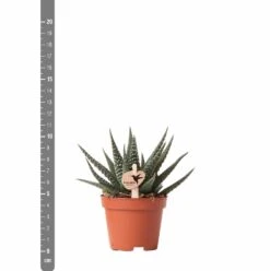 Haworthia - H11cm, ø6cm - Plante D'intérieur -VIDA Plantes Magasin eb6d65895f5d6334